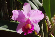 Blc. Images x C. Horace 'Maxima' AM/AOS