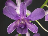 Dendrobium compactum var. gouldii x D. Udom Blue Angel