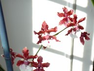 Oncidium Sharry Baby