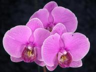 Phalaenopsis #1