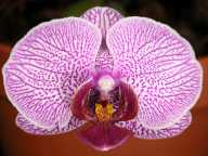 Phalaenopsis #4