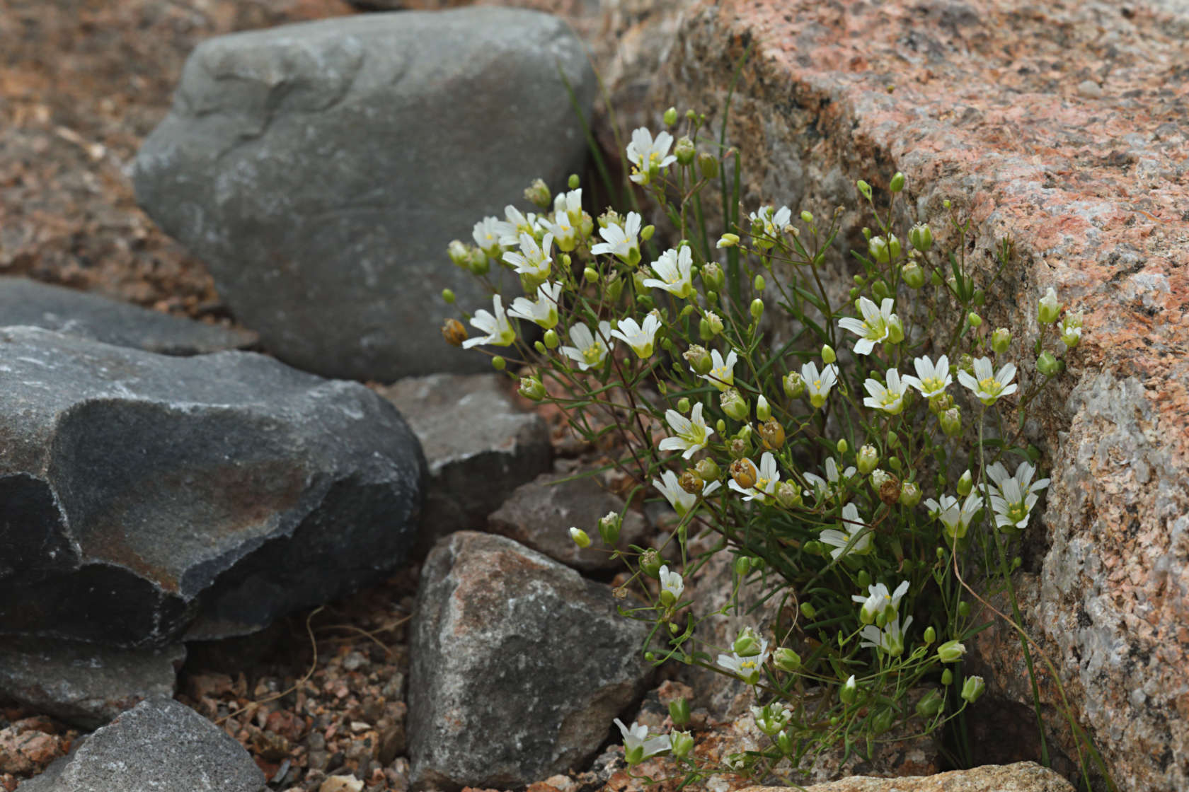 Mountain Sandwort