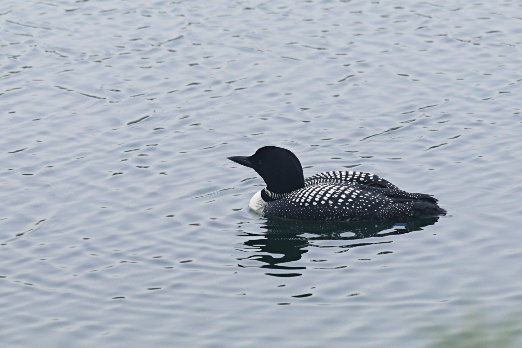 Common Loon