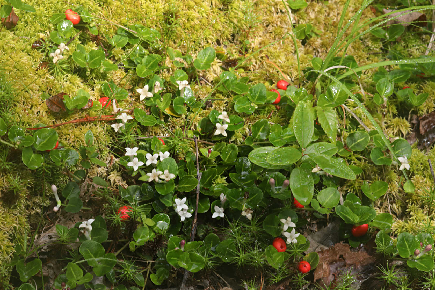 Partridge Berry