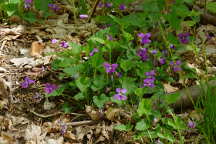 Viola (palmata � sororia)