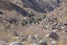 Hellhole Canyon Oasis