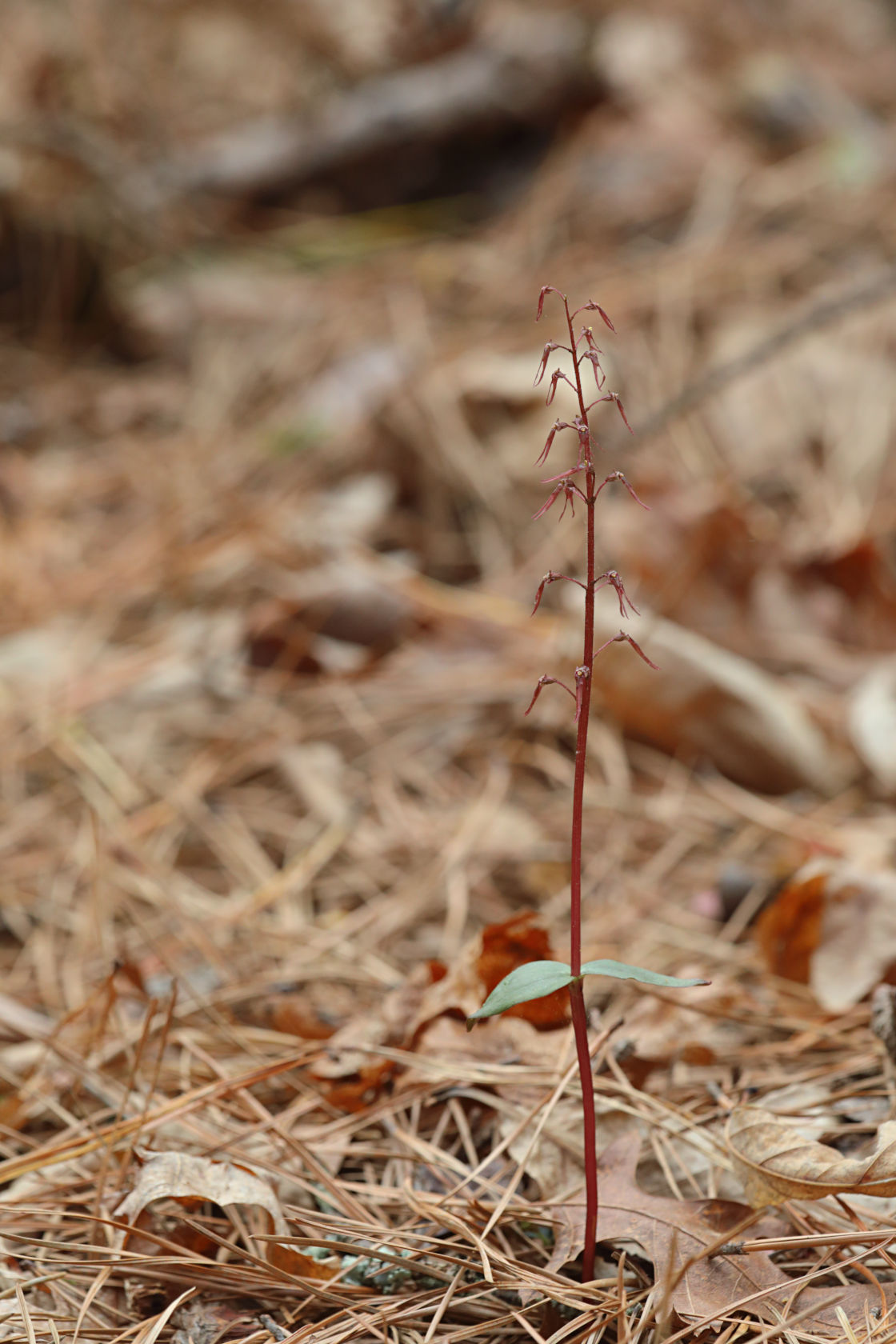 Southern Twayblade