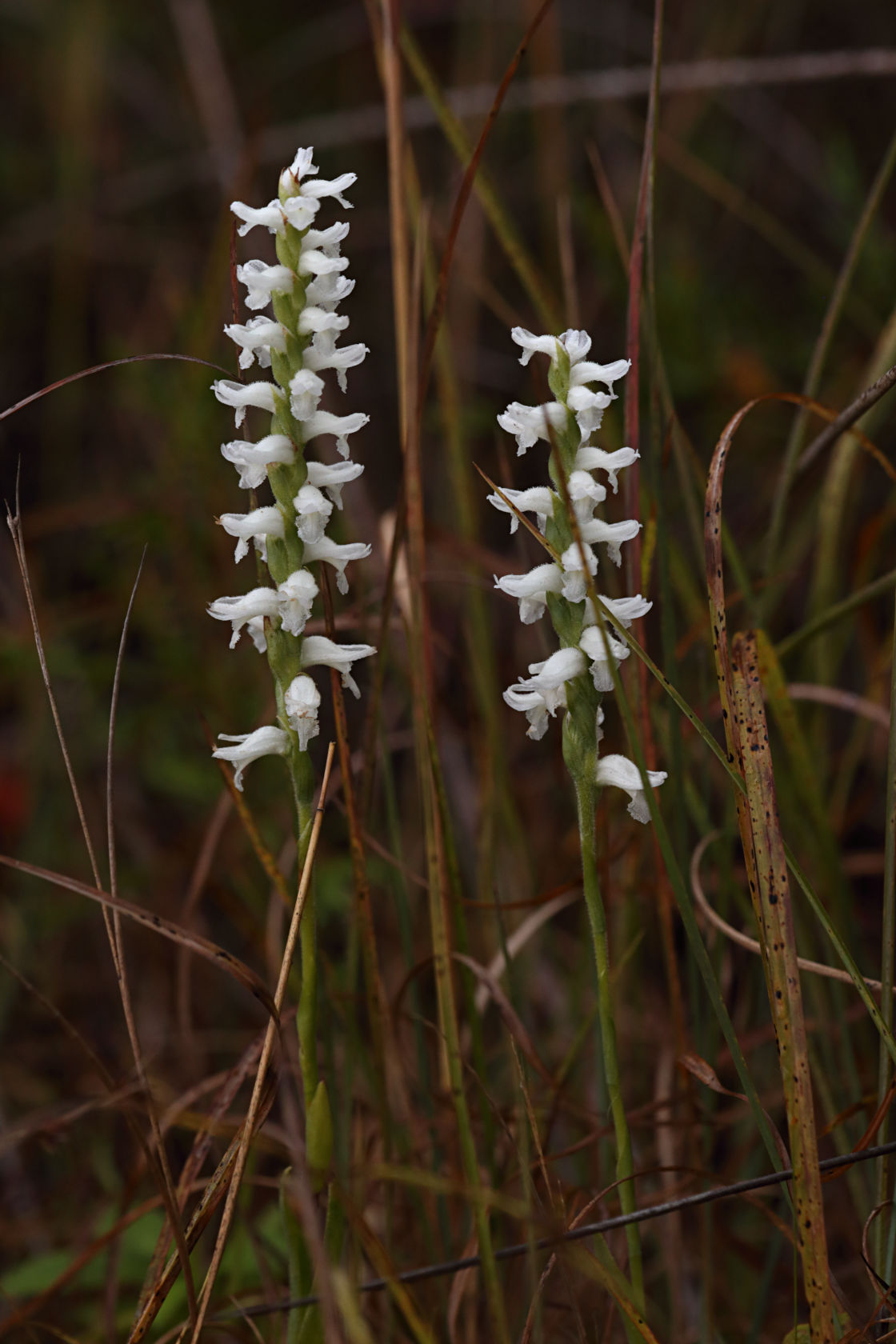 Nodding Ladies’ Tresses