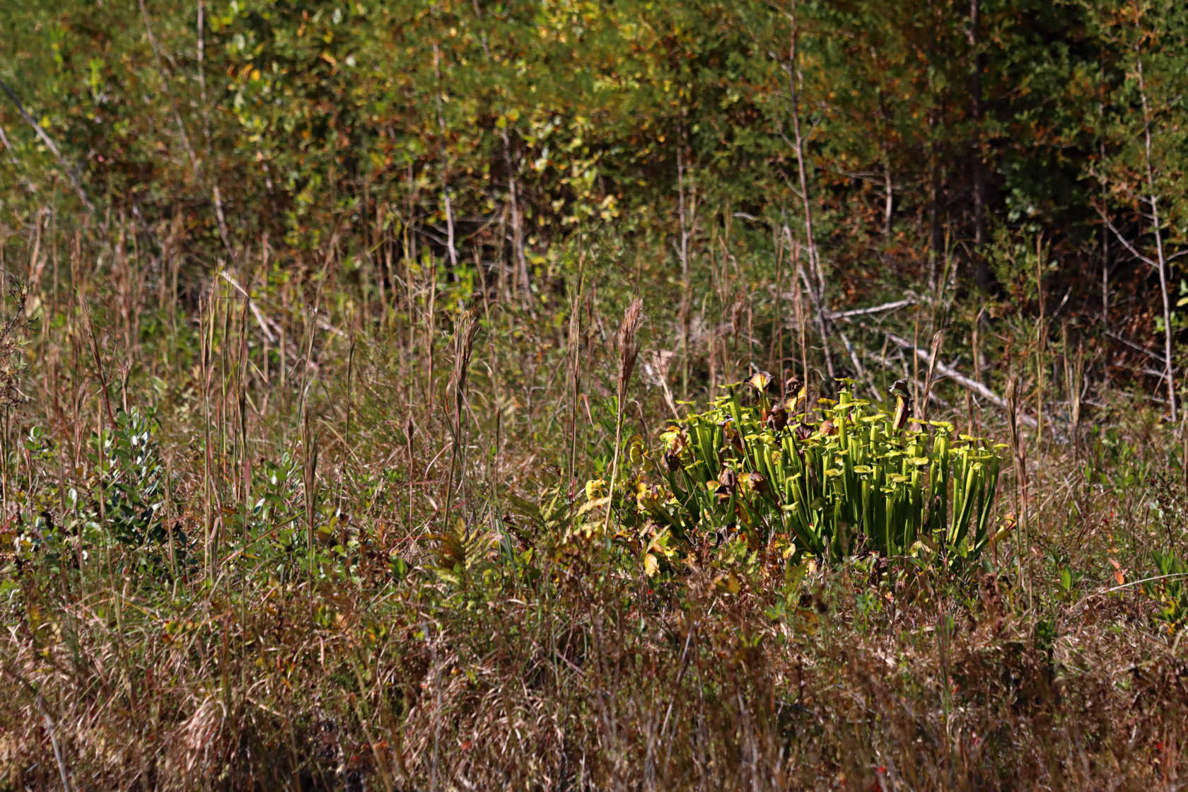 Yellow Pitcher Plant