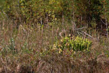 Sarracenia flava