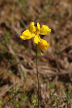Utricularia cornuta