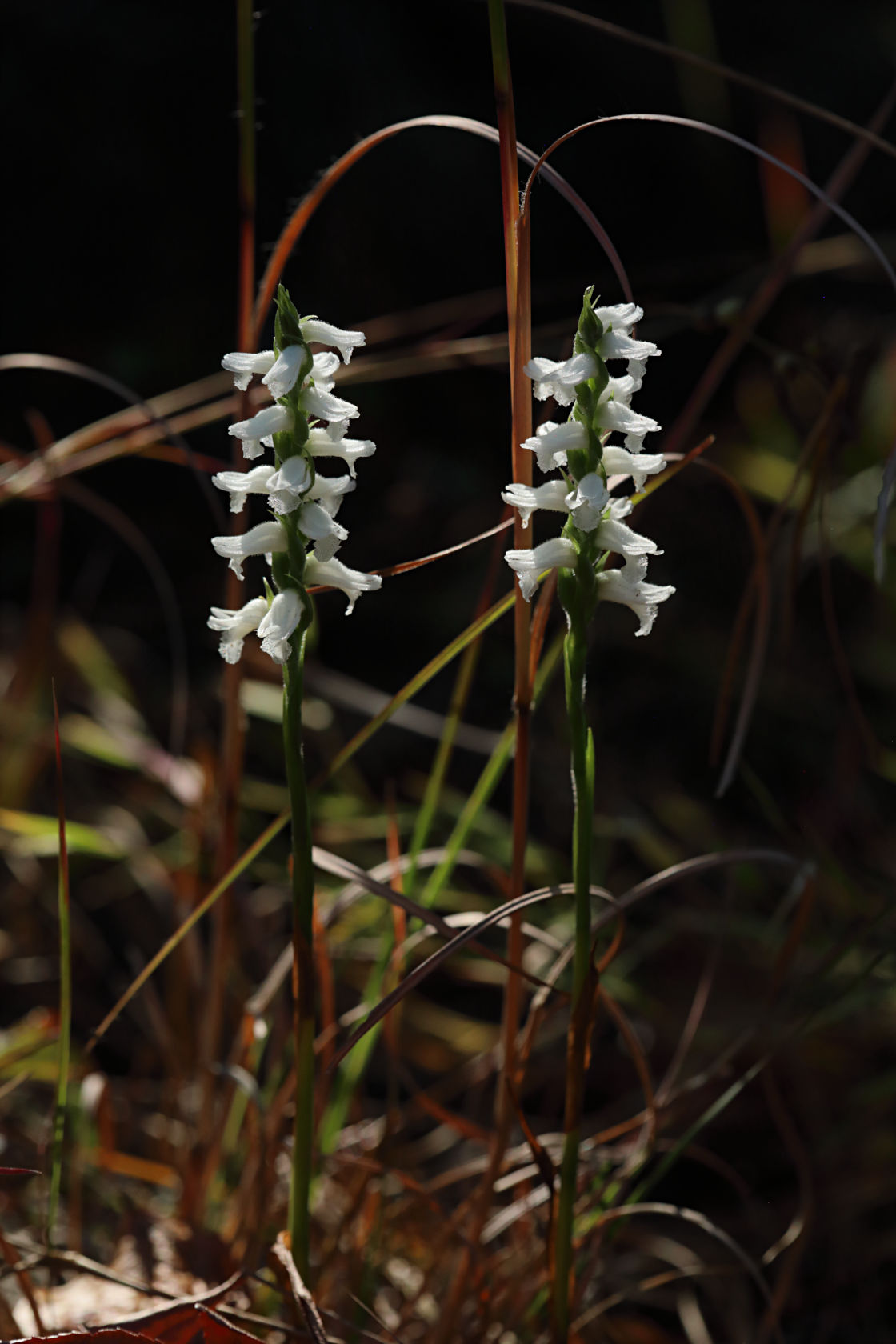 Nodding Ladies’ Tresses