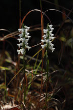 Spiranthes cernua