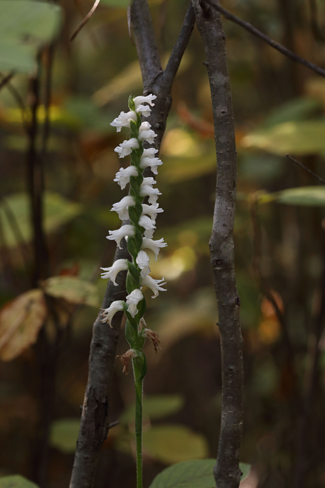 Atlantic Ladies’ Tresses