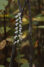 Spiranthes bightensis