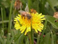Taraxacum officinale