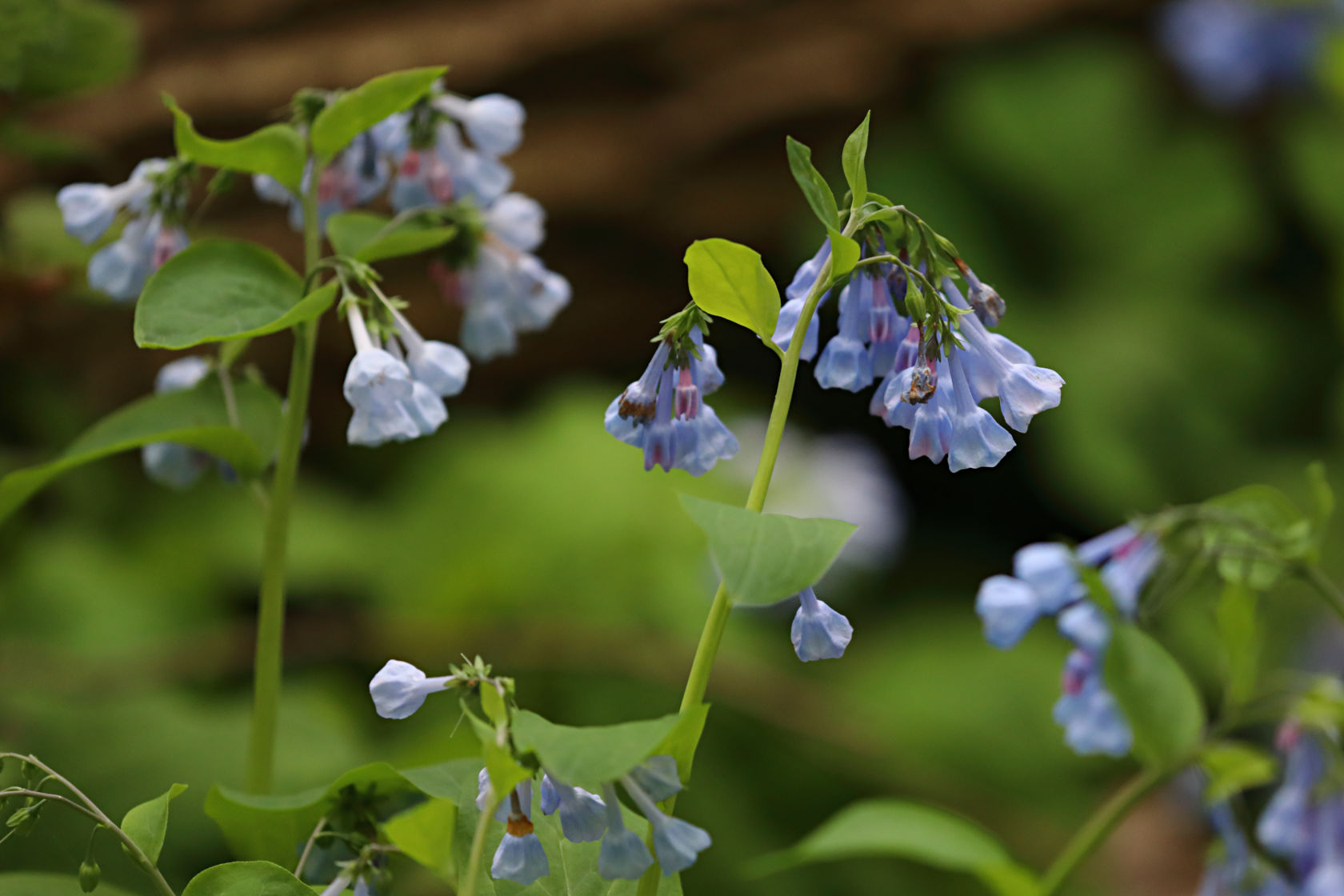 Virginia Bluebells