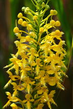 Platanthera �bicolor