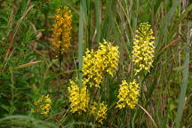 Platanthera �bicolor