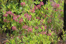 Kalmia angustifolia
