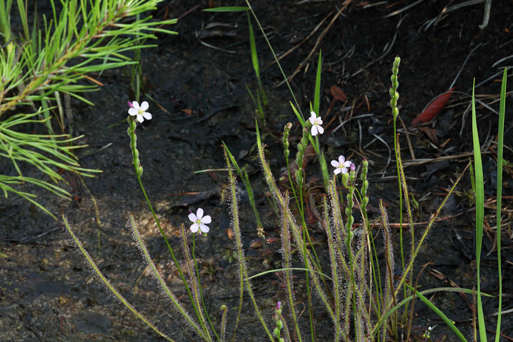 Thread-Leaved Sundew