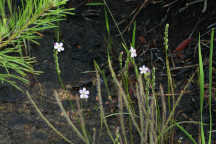 Drosera filiformis