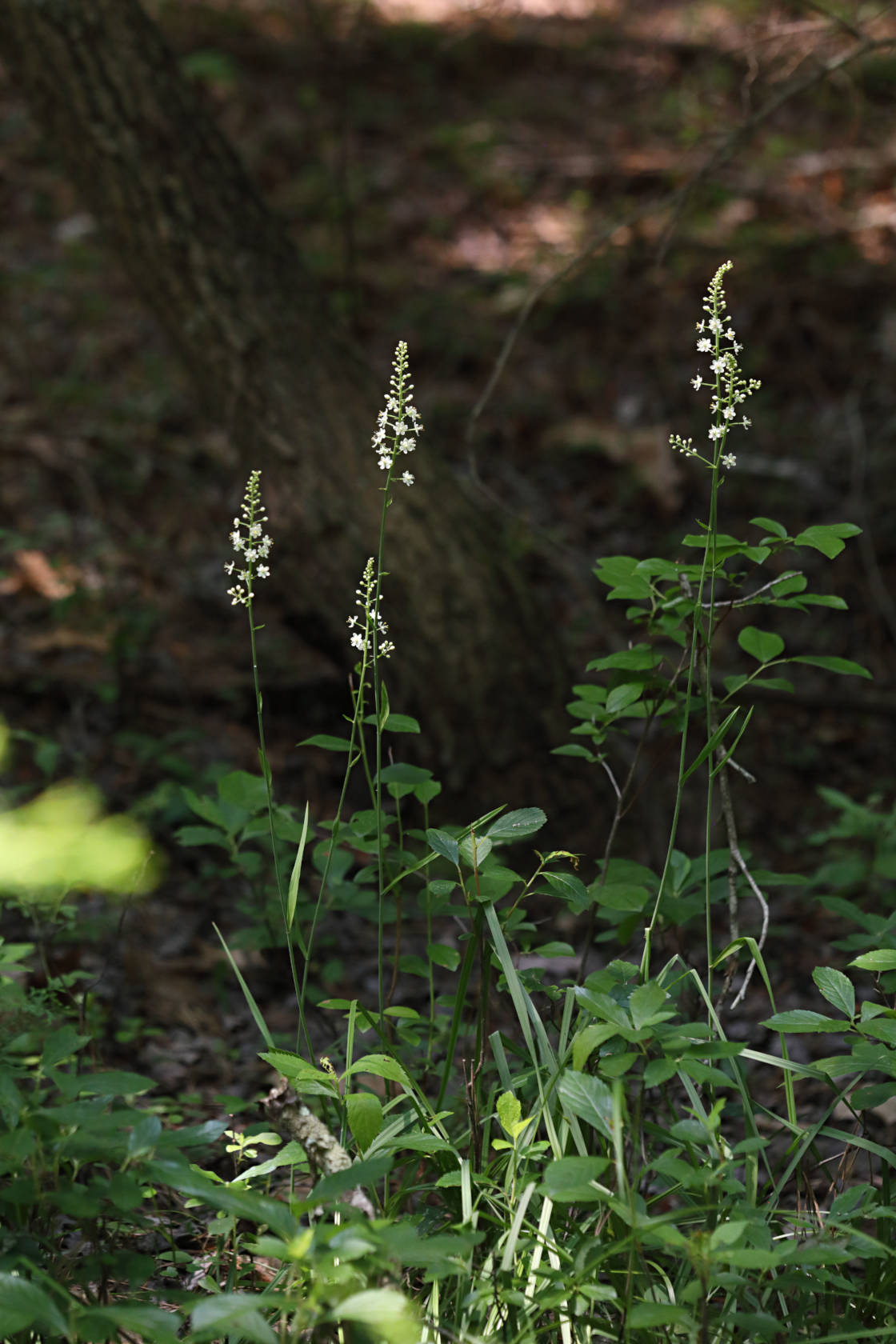 Pine Barrens Death Camas