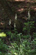 Stenanthium leimanthoides