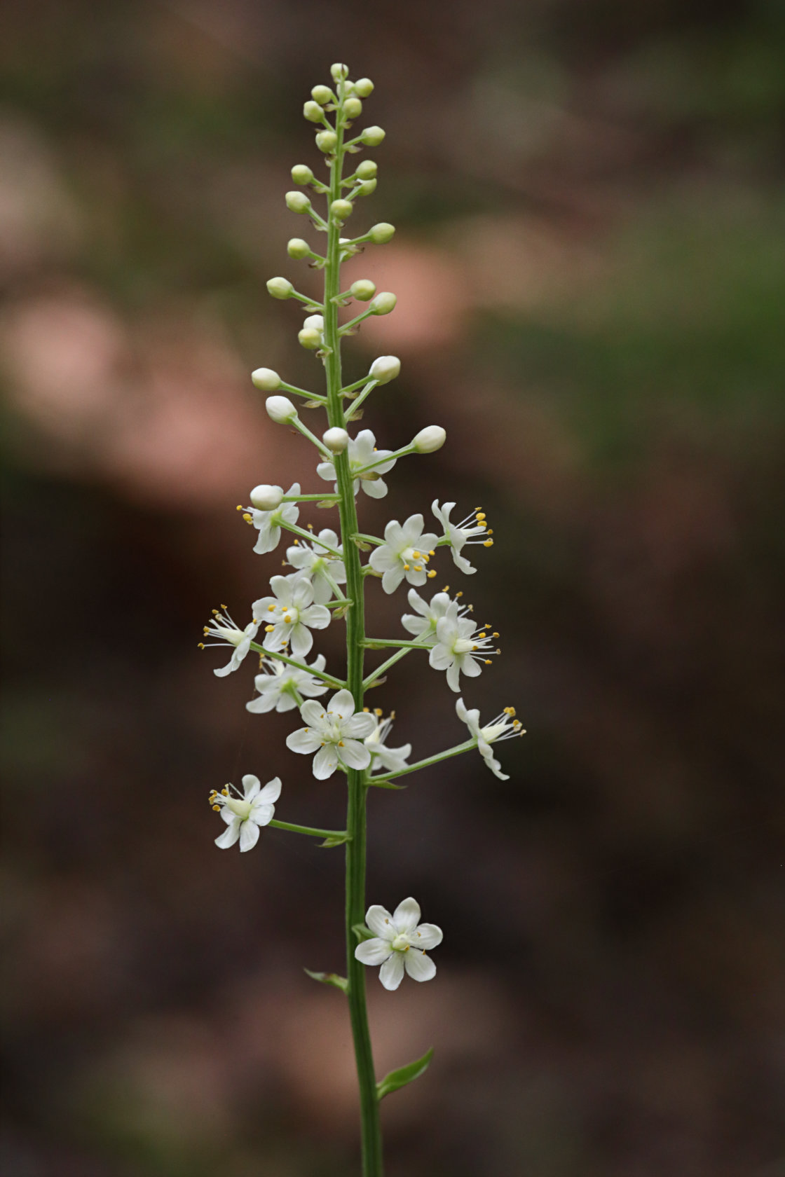 Pine Barrens Death Camas