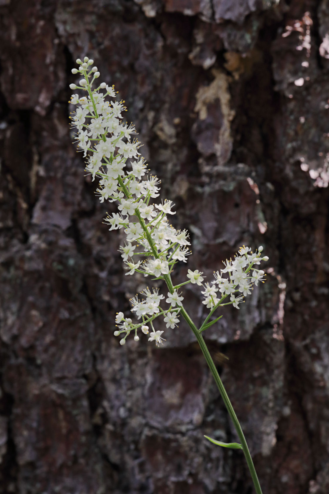 Pine Barrens Death Camas