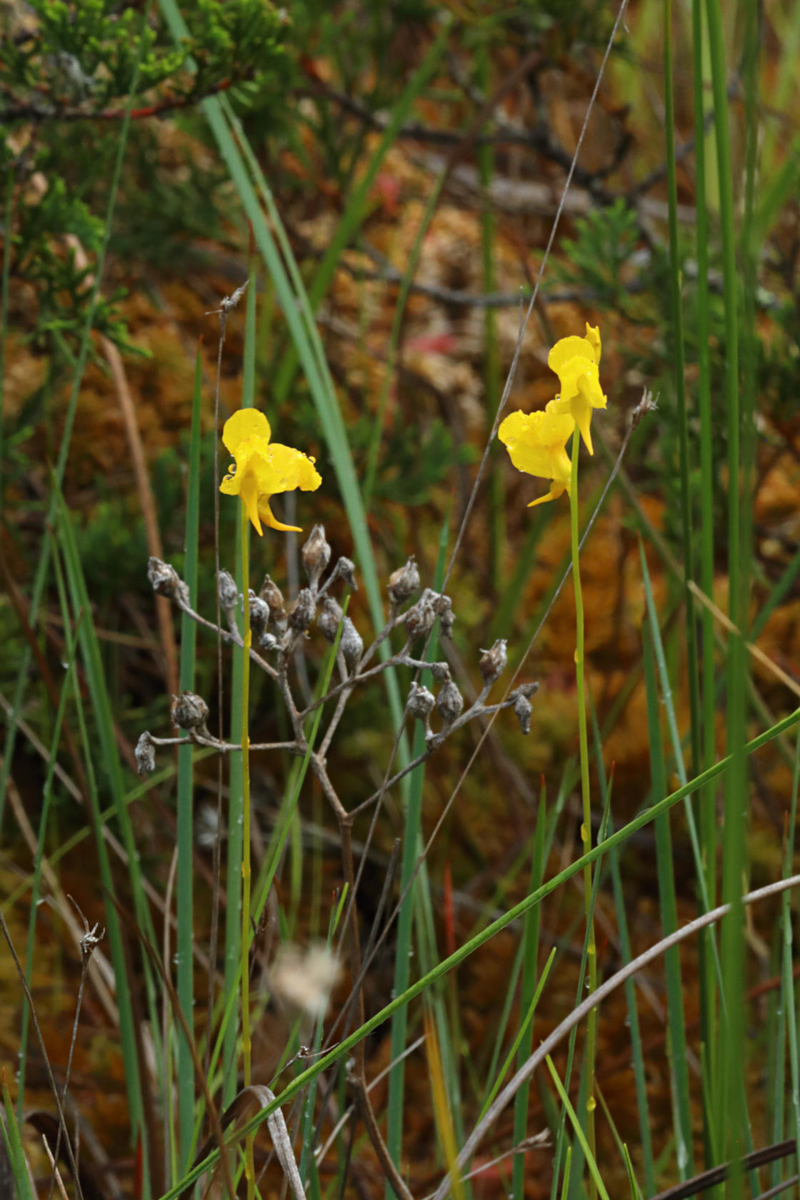 Horned Bladderwort