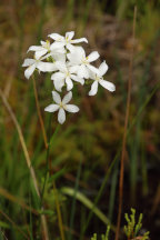Sabatia difformis