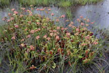 Sarracenia purpurea