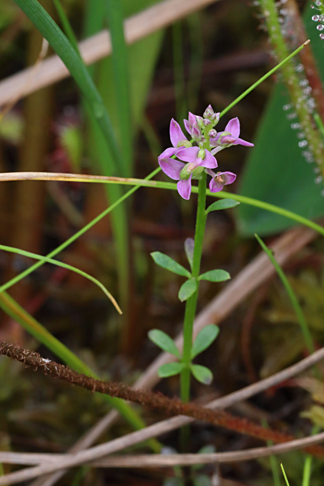 Short-Leaved Milkwort