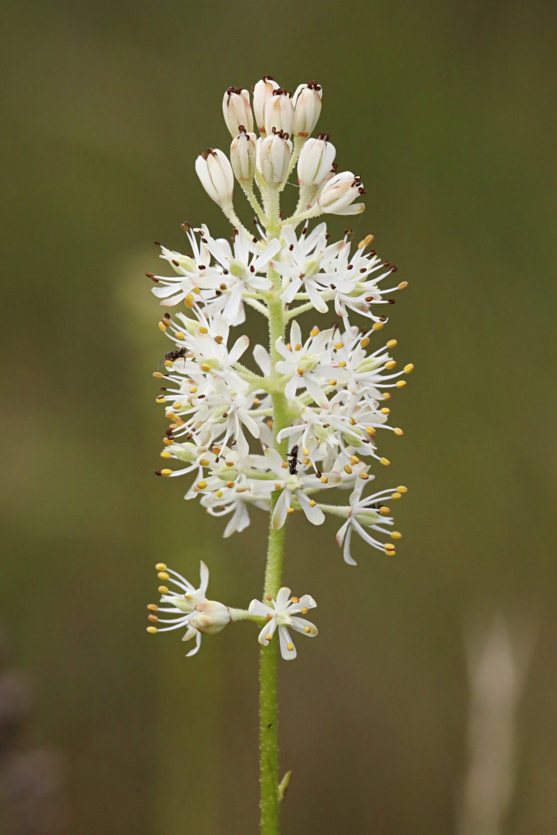 Coastal False Asphodel