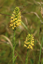 Platanthera �canbyi