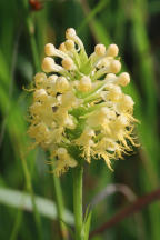 Platanthera �canbyi