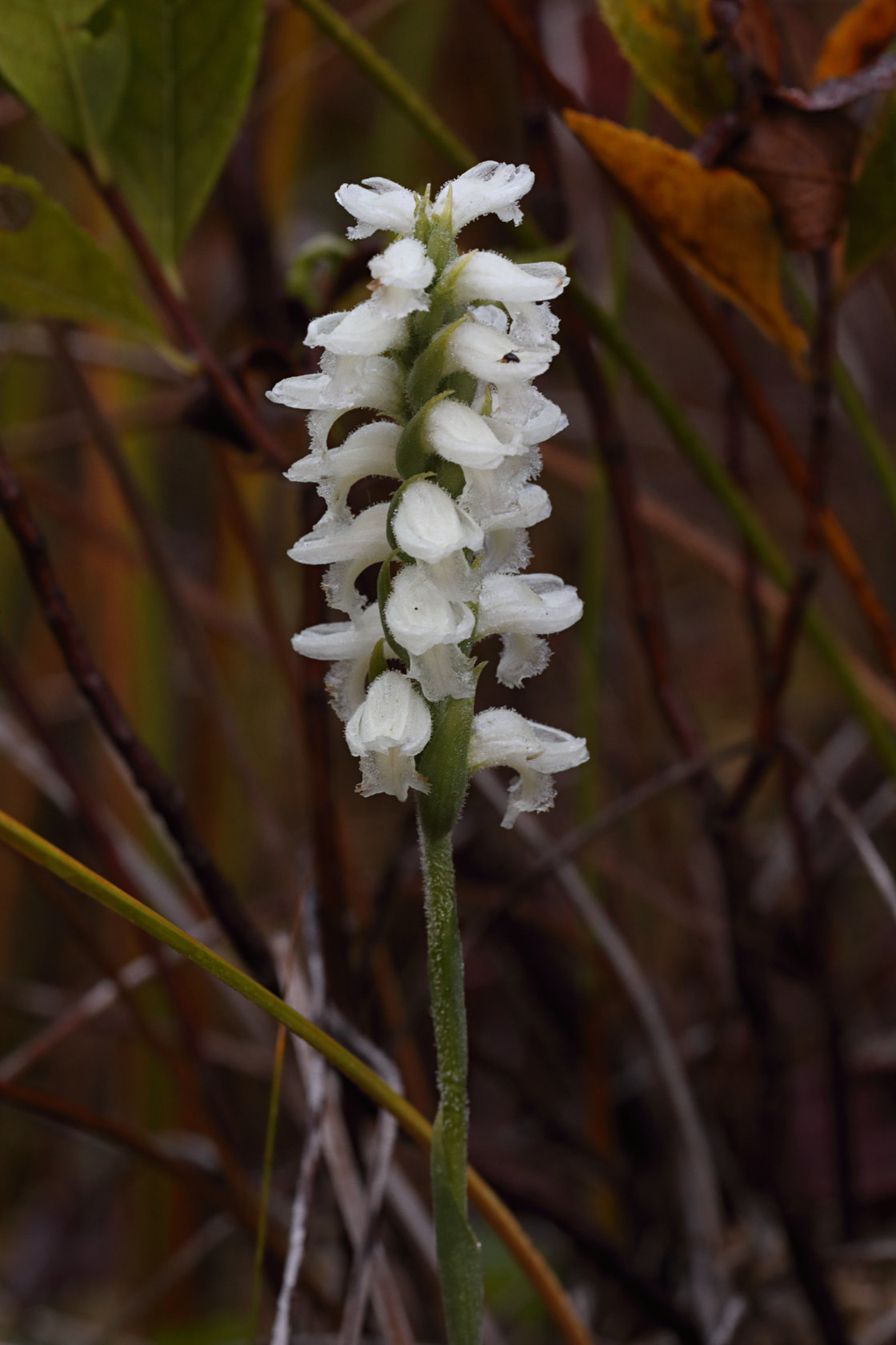 Atlantic Ladies’ Tresses
