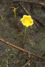 Utricularia gibba