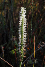 Spiranthes bightensis