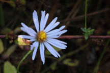 Symphyotrichum dumosum