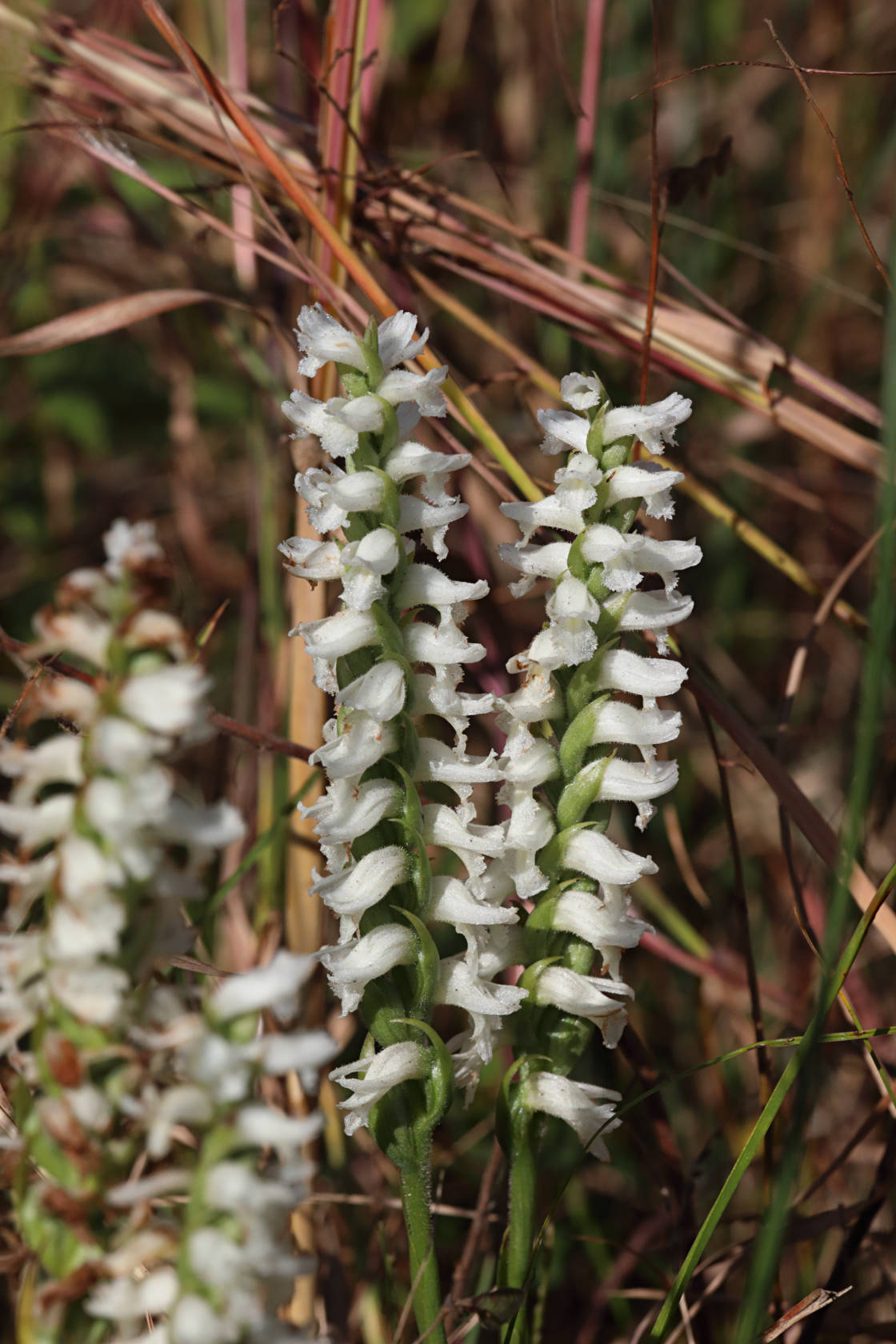Atlantic Ladies’ Tresses