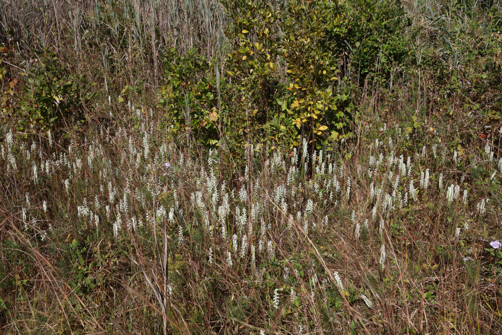 Nodding Ladies’ Tresses