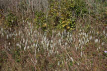 Camden County Natural Areas