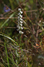 Spiranthes cernua