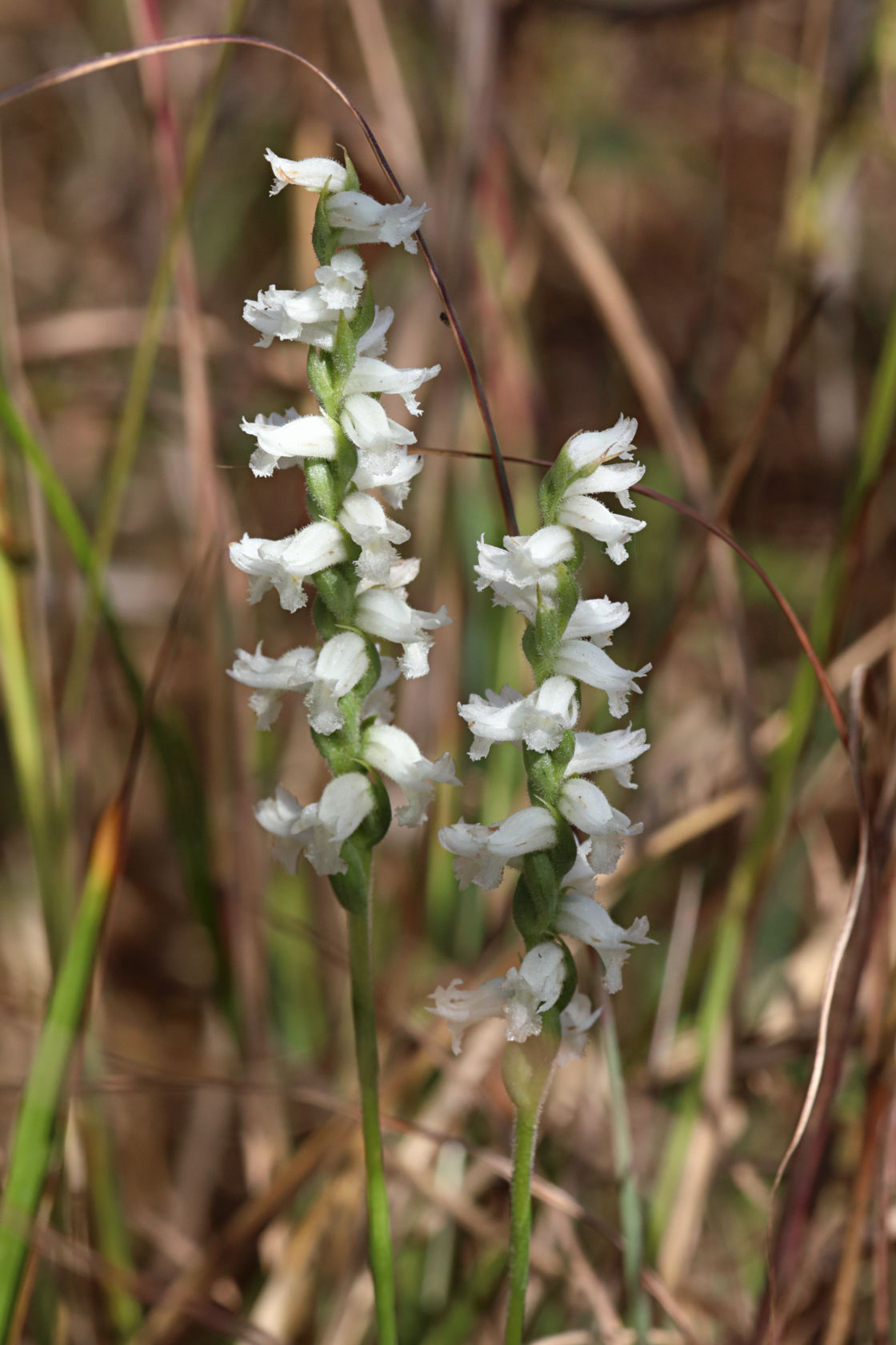 Nodding Ladies’ Tresses