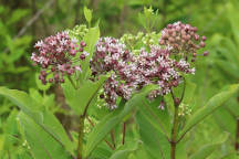 Asclepias syriaca