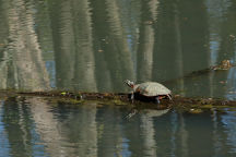 Eastern Painted Turtle