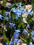 Scilla sibirica