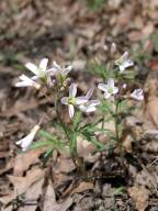Cardamine concatenata